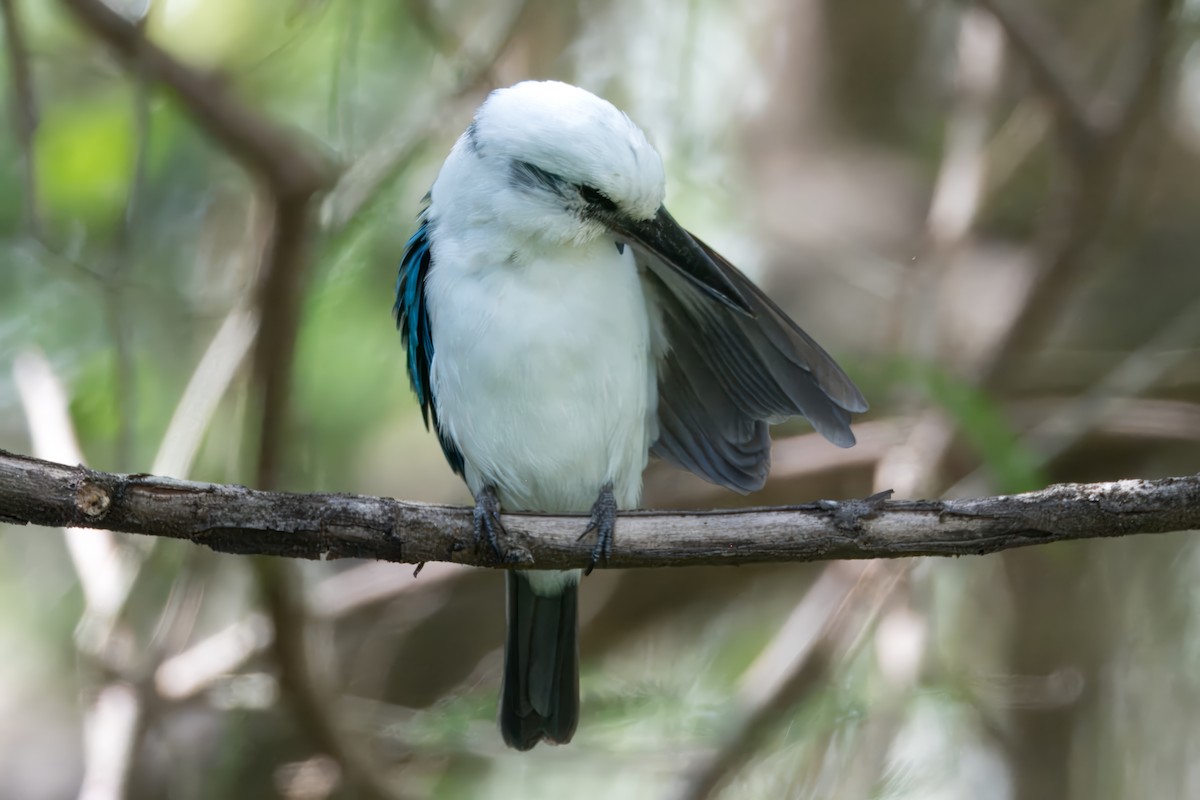 Mariana Kingfisher - Joseph Smith