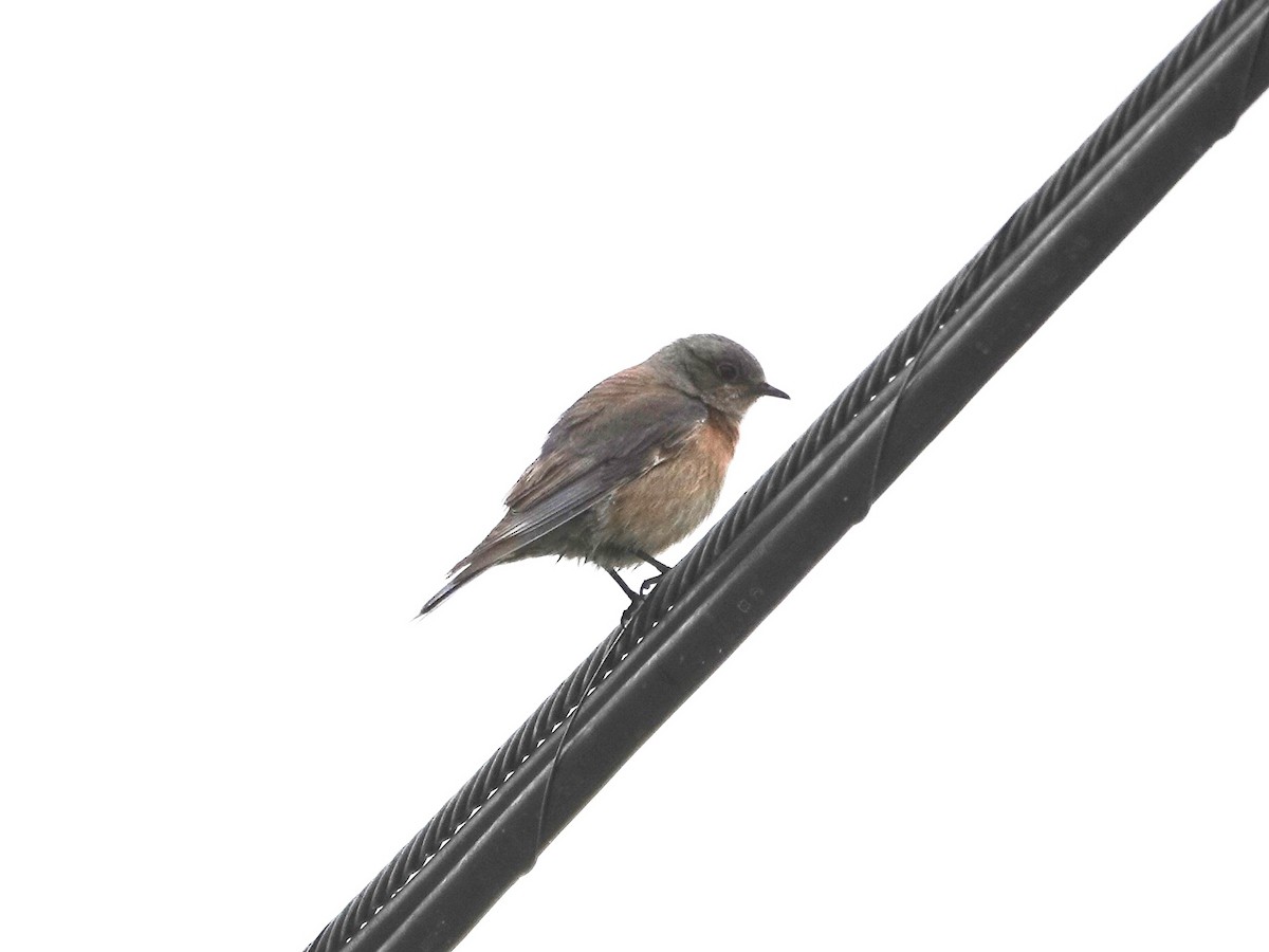 Western Bluebird - ML615970725