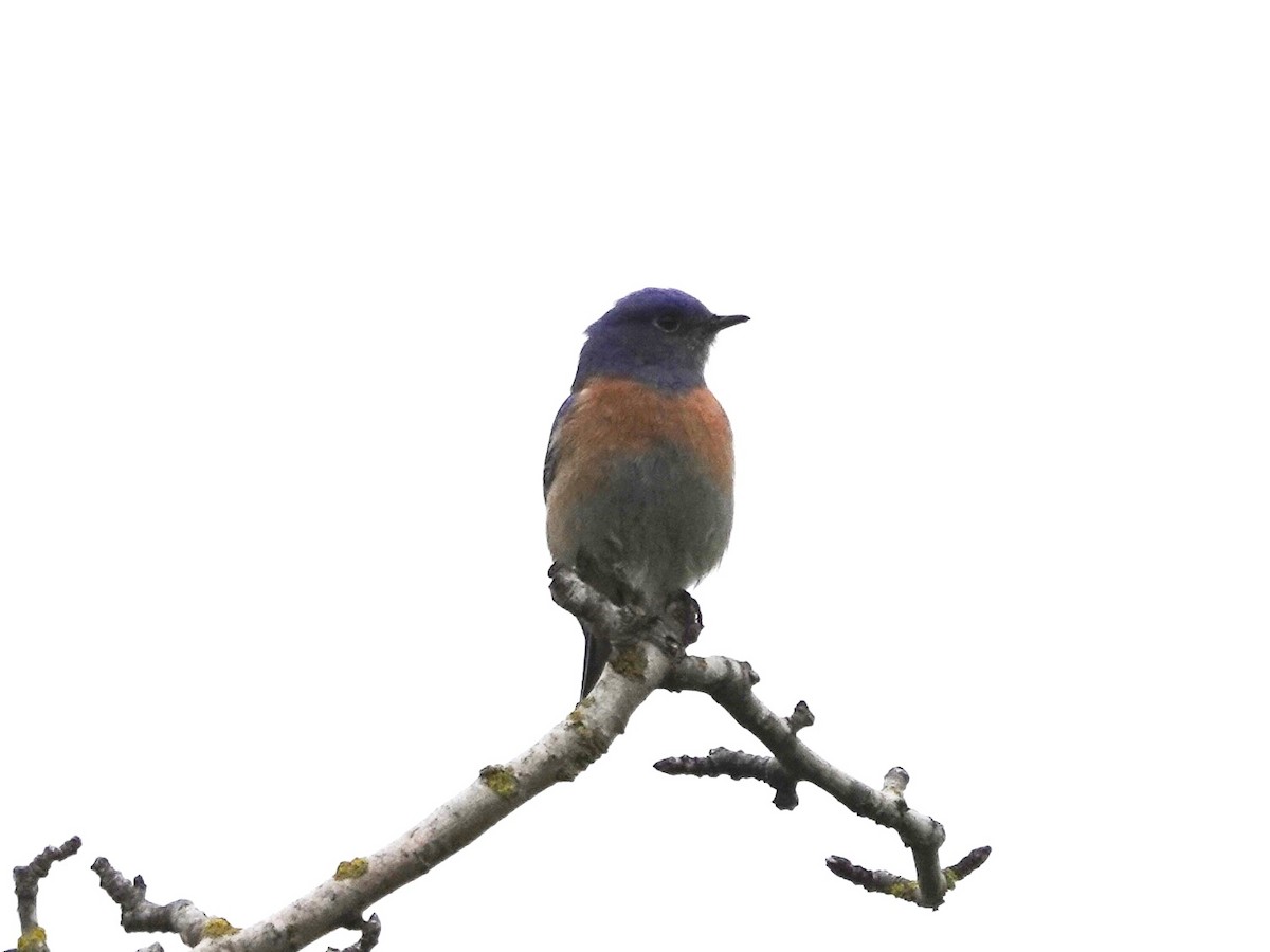 Western Bluebird - ML615970731