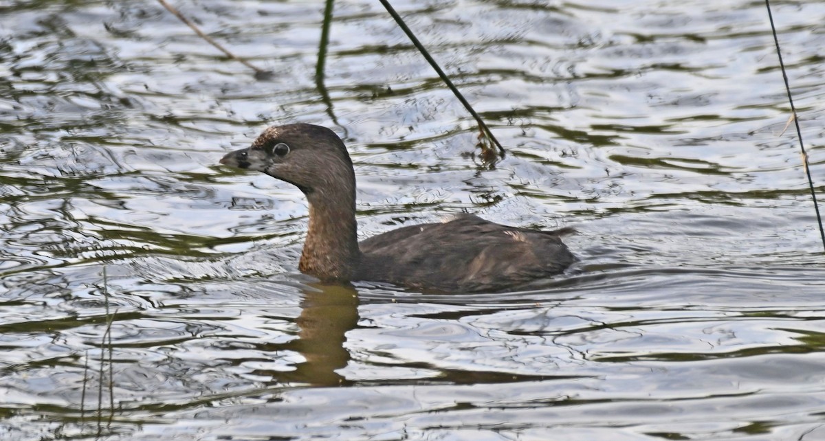 Pied-billed Grebe - ML615970738