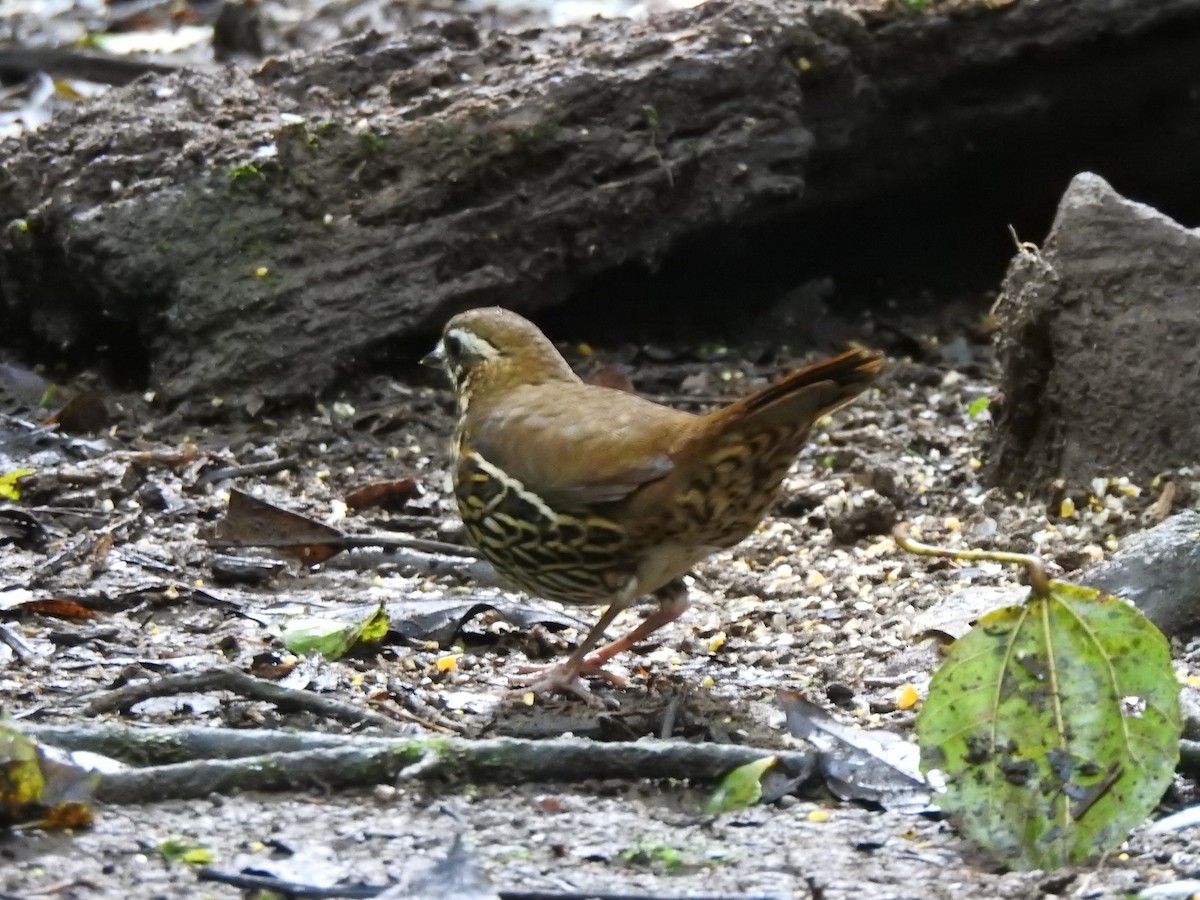 Rufous-tailed Antthrush - ML615970800