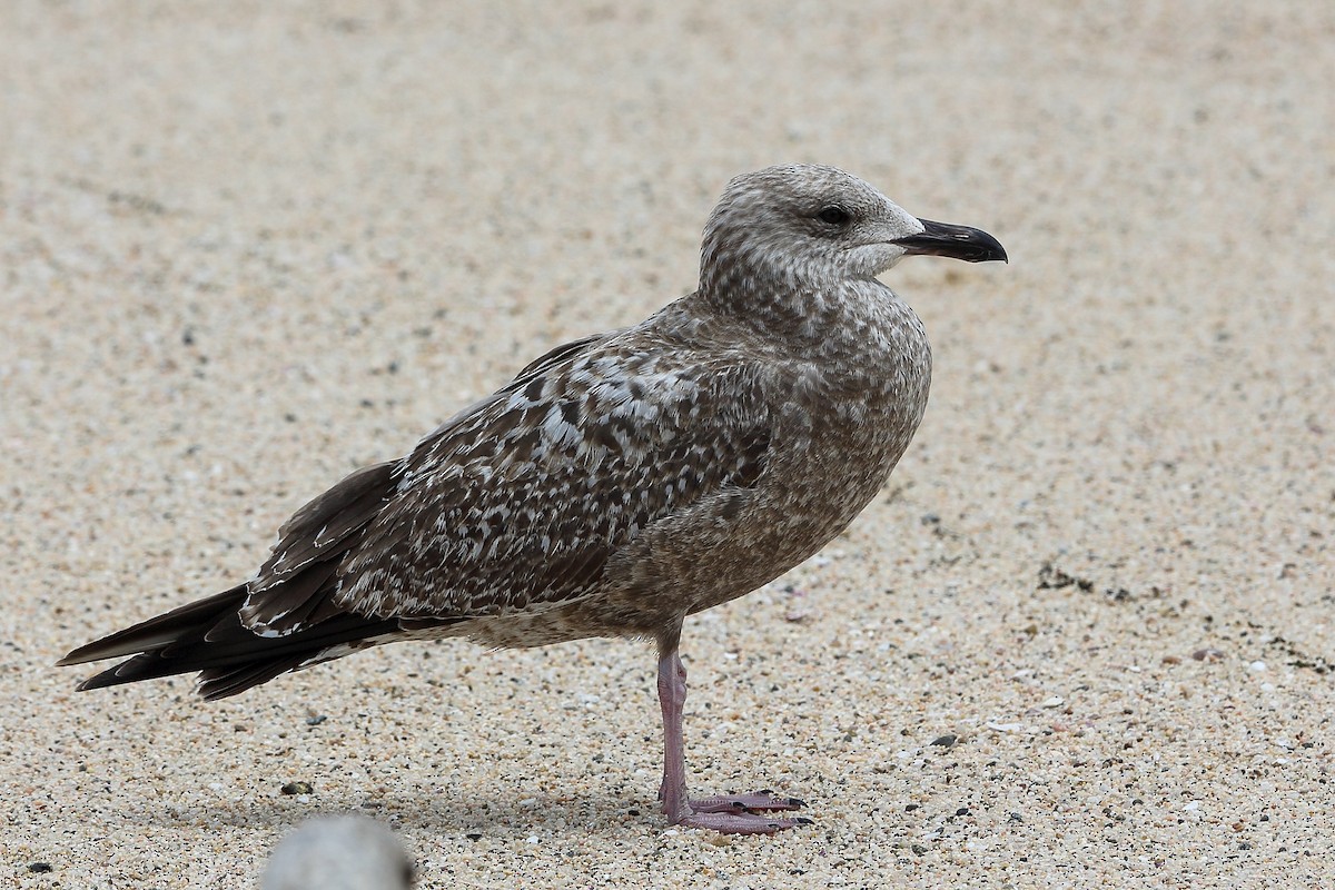 Gaviota Argéntea - ML615970807