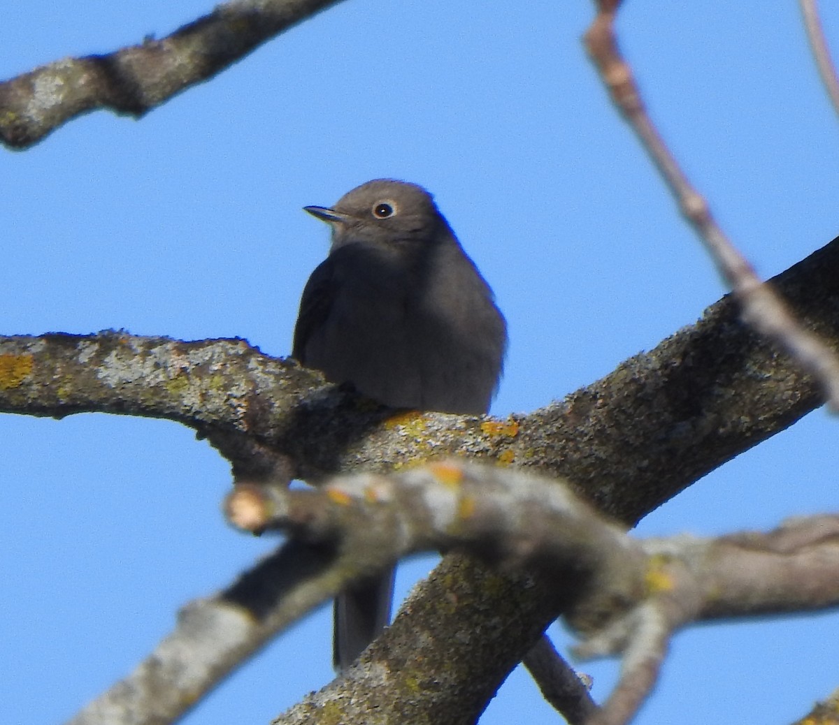 Townsend's Solitaire - ML615970821
