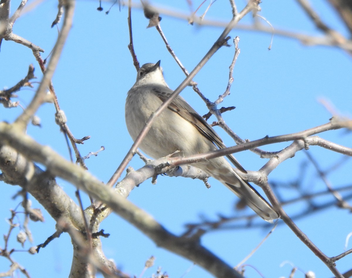 Townsend's Solitaire - ML615970822