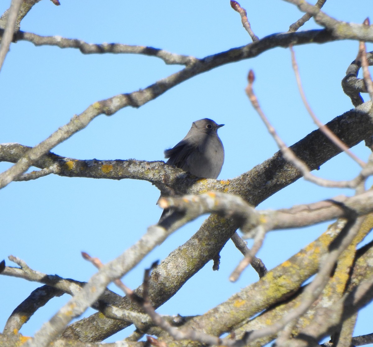 Townsend's Solitaire - ML615970823