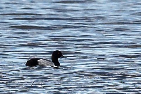 Greater Scaup - ML615970923