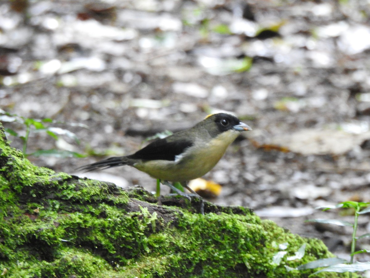 Black-goggled Tanager - ML615970928