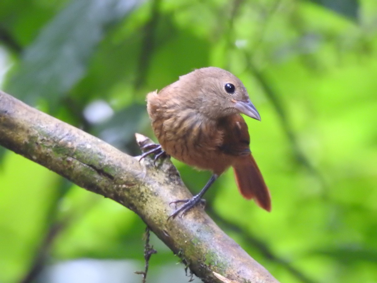 Ruby-crowned Tanager - ML615970937