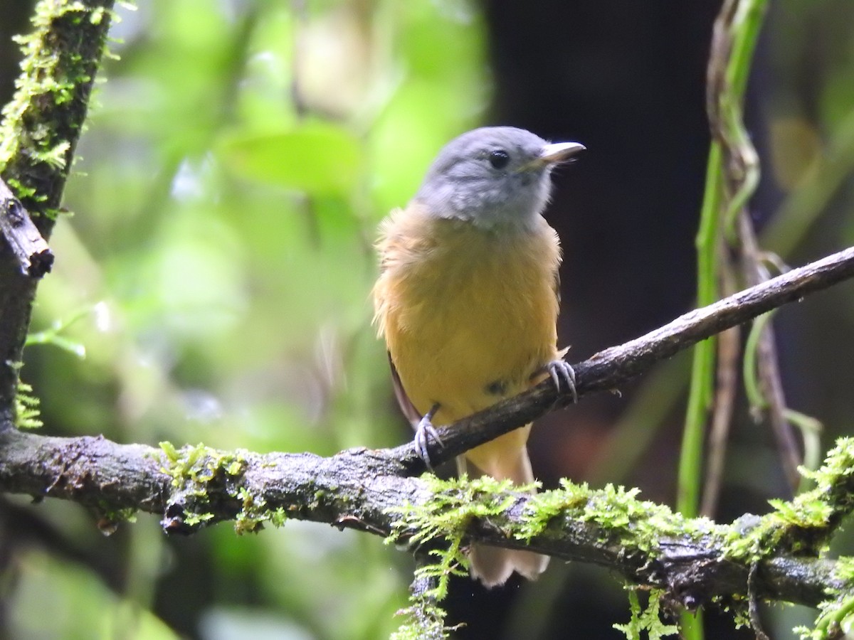 Gray-hooded Flycatcher - ML615970955