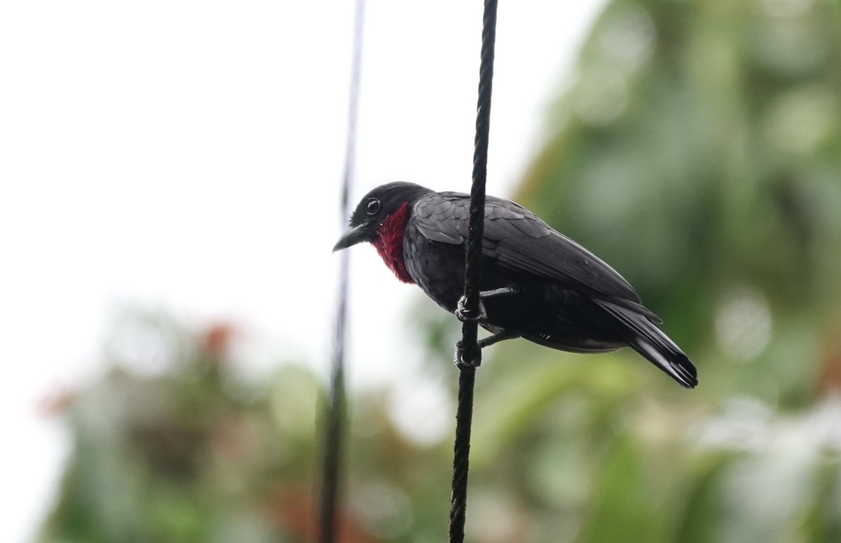 Purple-throated Fruitcrow - ML615971002