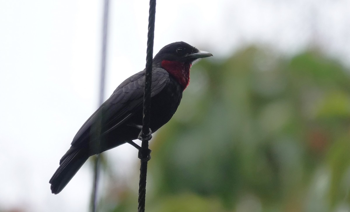 Purple-throated Fruitcrow - ML615971004