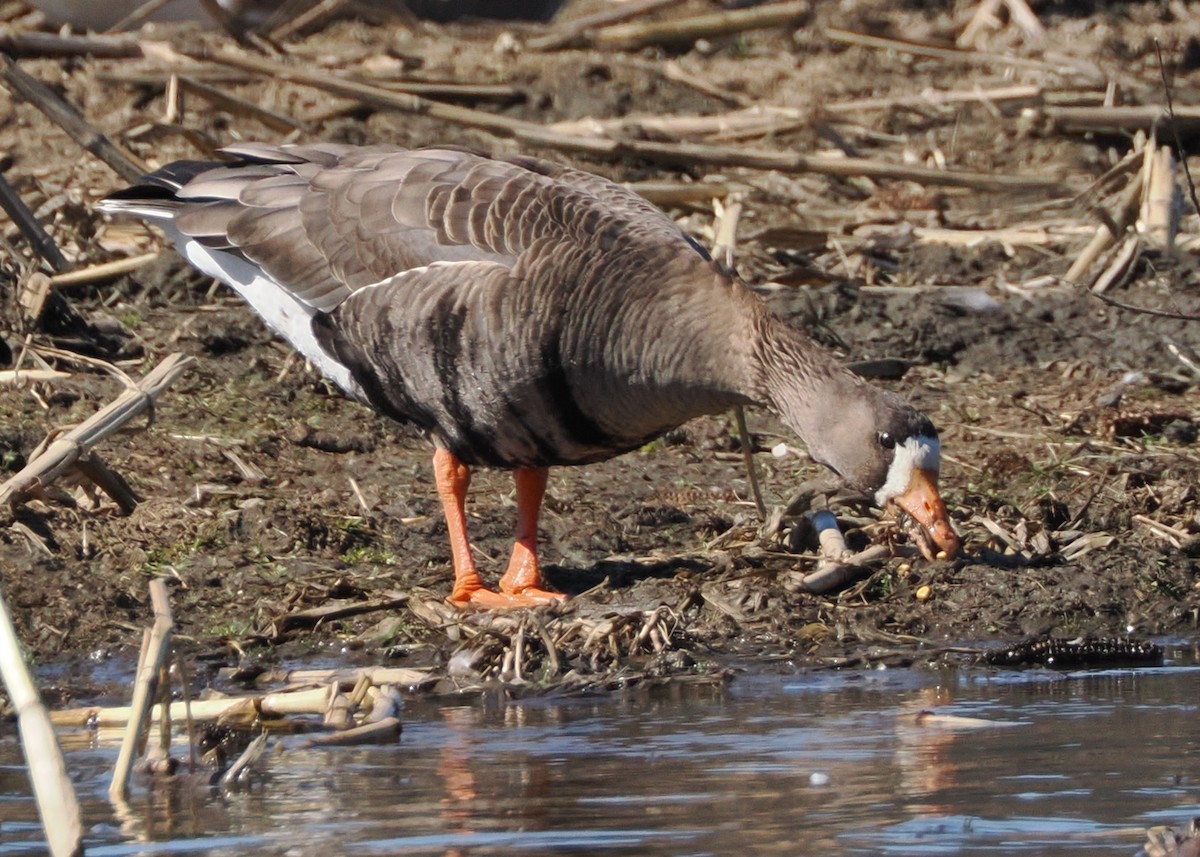 Greater White-fronted Goose (Greenland) - ML615971011