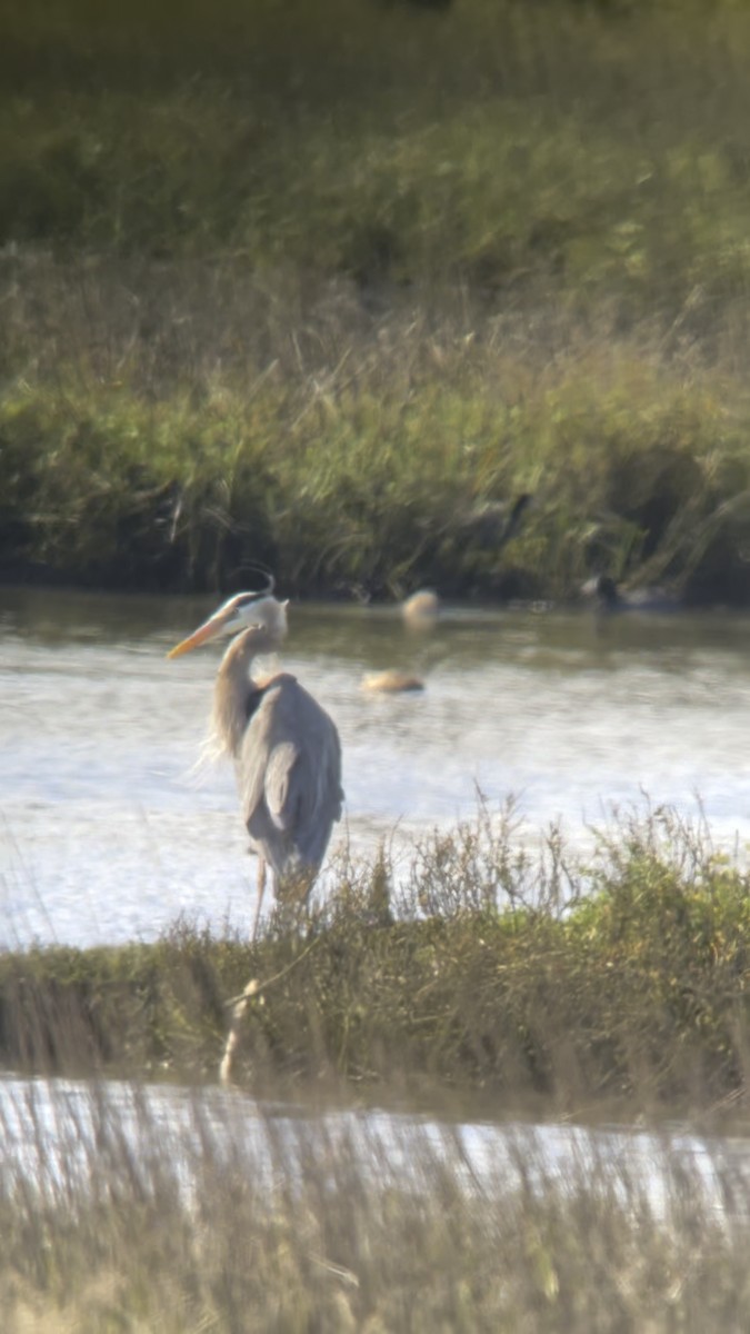 Great Blue Heron - ML615971044