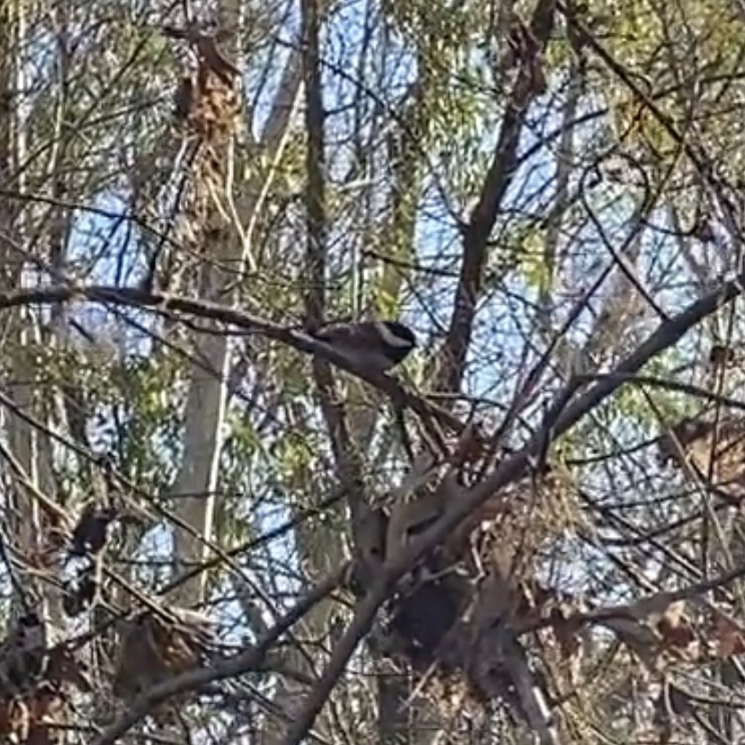 Chestnut-backed Chickadee - ML615971049