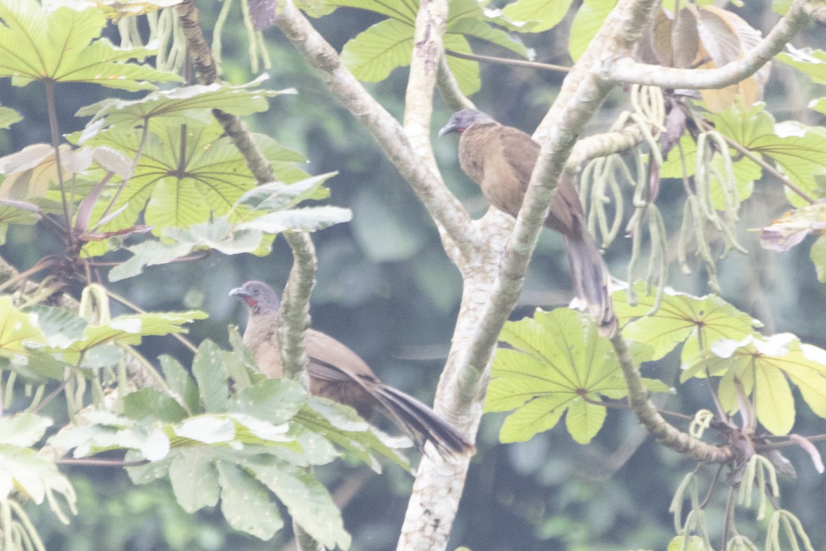 Plain Chachalaca - ML615971083