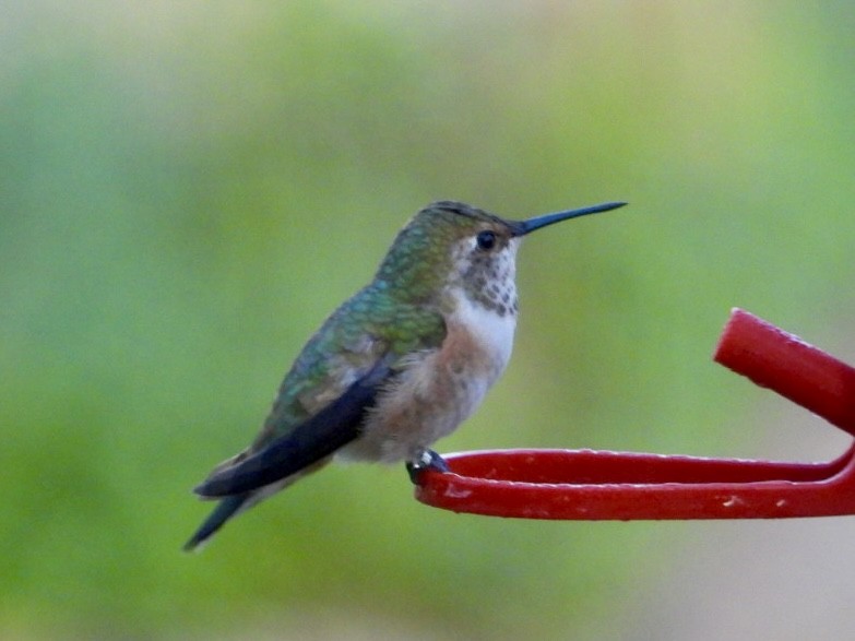 Rufous Hummingbird - ML615971174