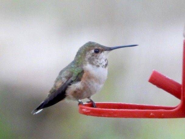 Rufous Hummingbird - ML615971177