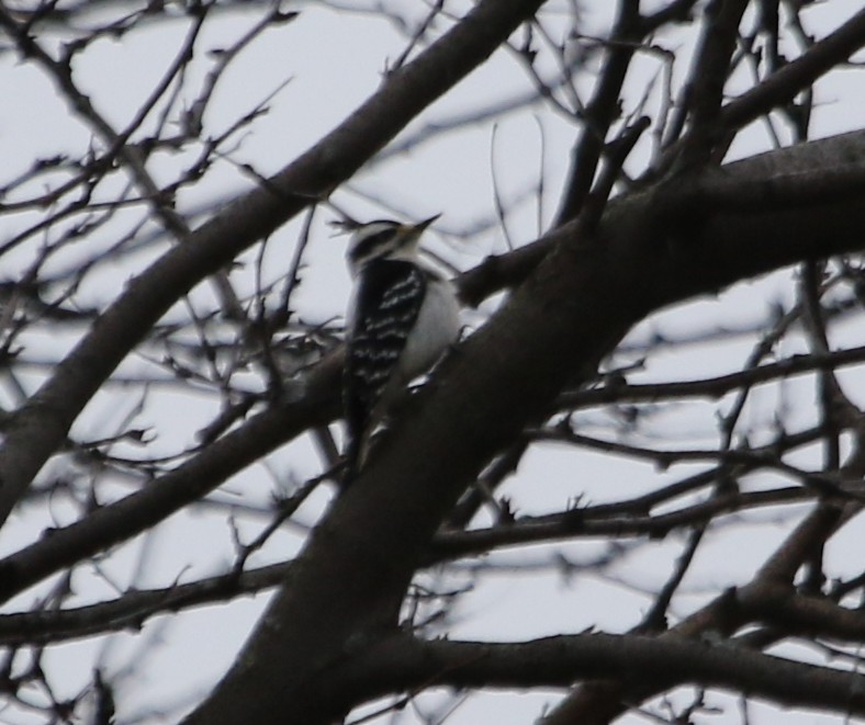 Hairy Woodpecker - River Ahlquist