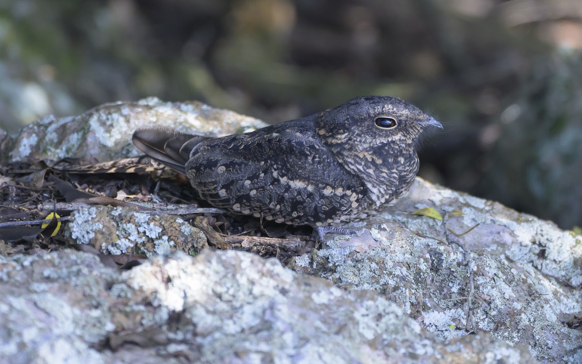 Scissor-tailed Nightjar - ML615971316