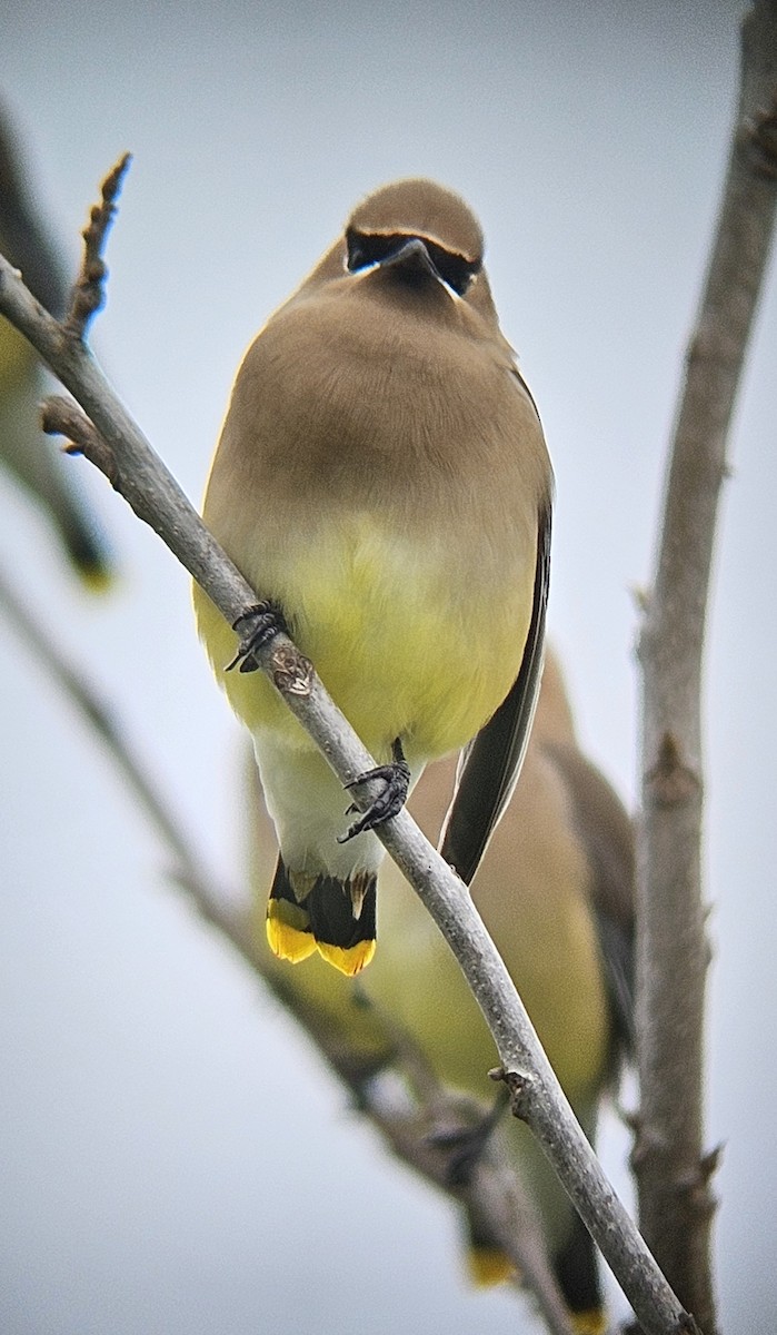 Cedar Waxwing - Mark Meyer