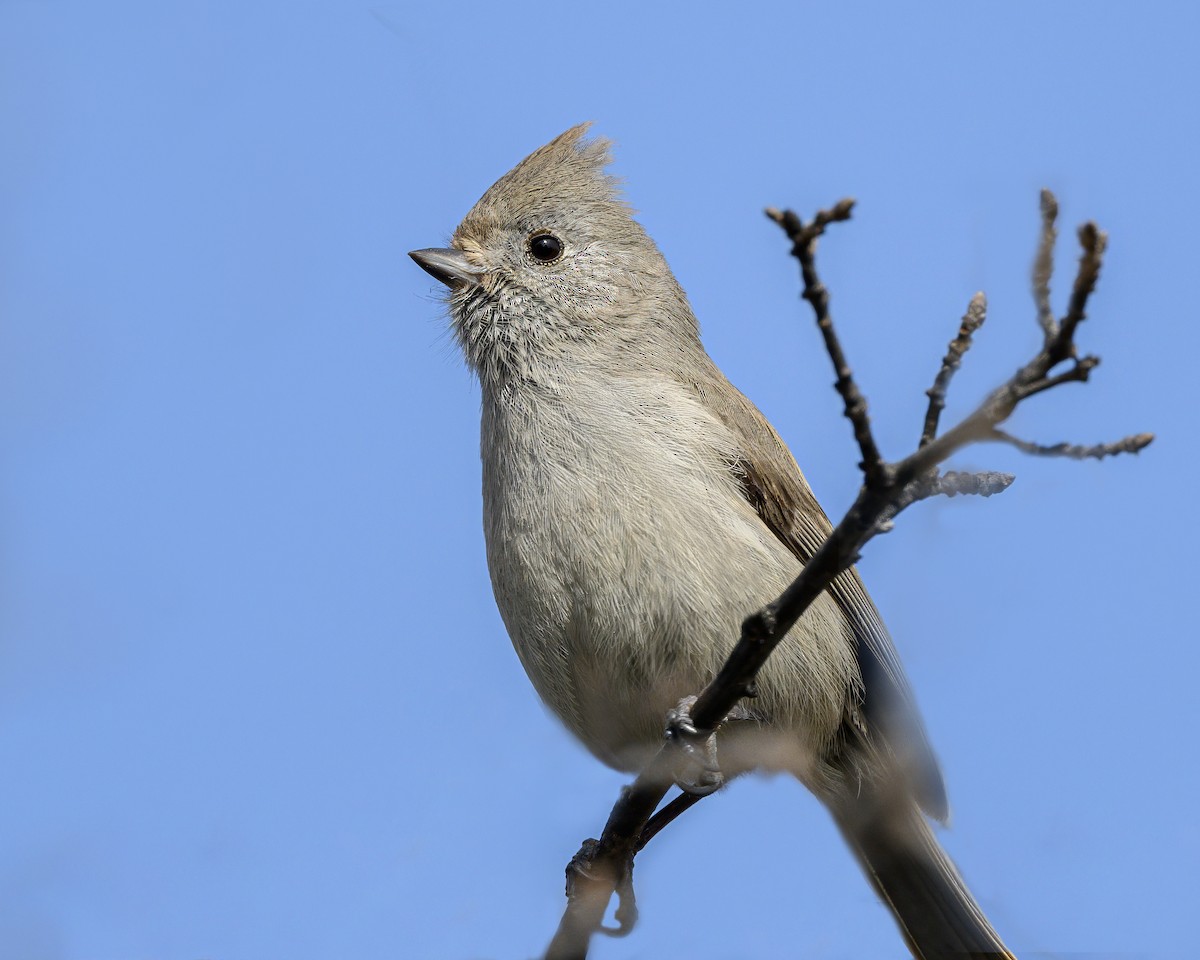 Oak Titmouse - ML615971373