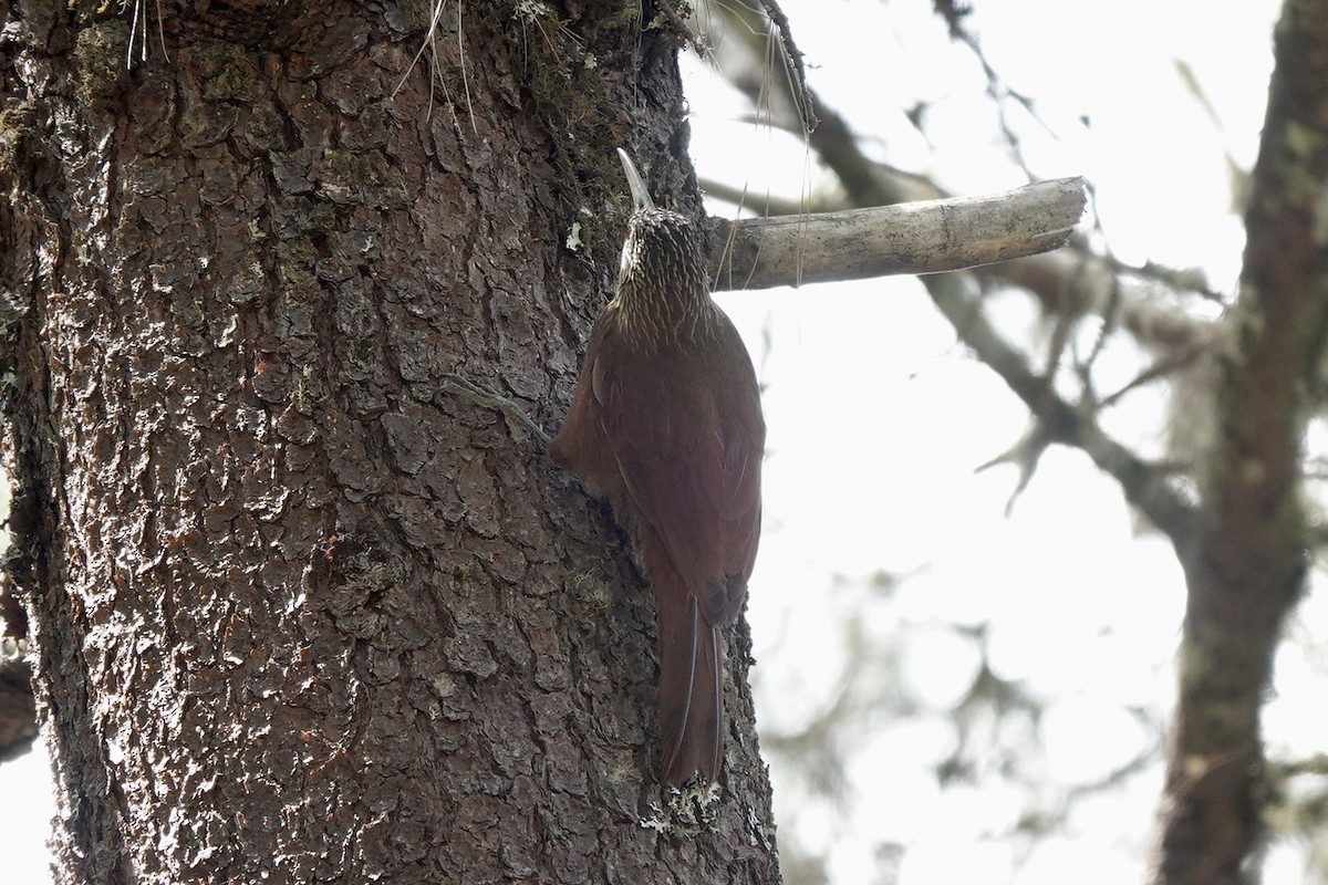 Strong-billed Woodcreeper - ML615971403