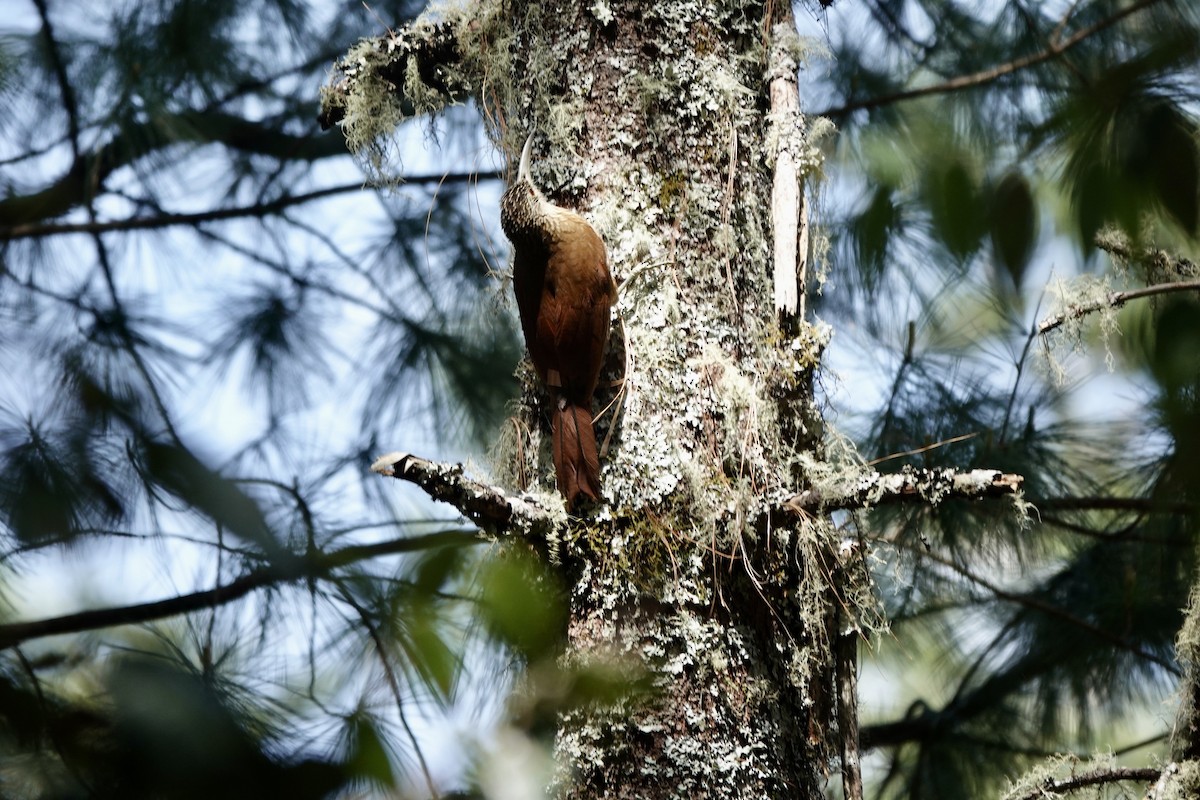 Strong-billed Woodcreeper - ML615971404
