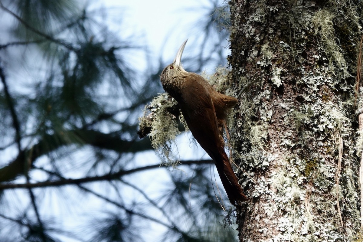 Strong-billed Woodcreeper - ML615971405