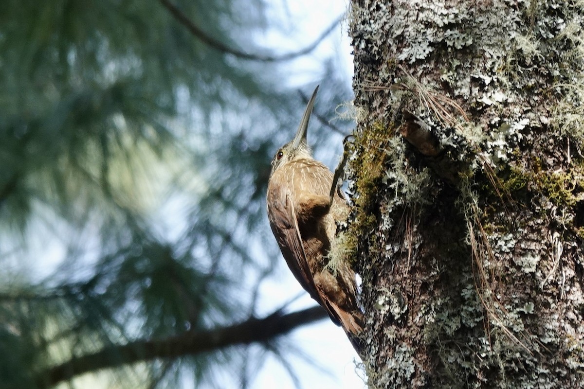Strong-billed Woodcreeper - ML615971406