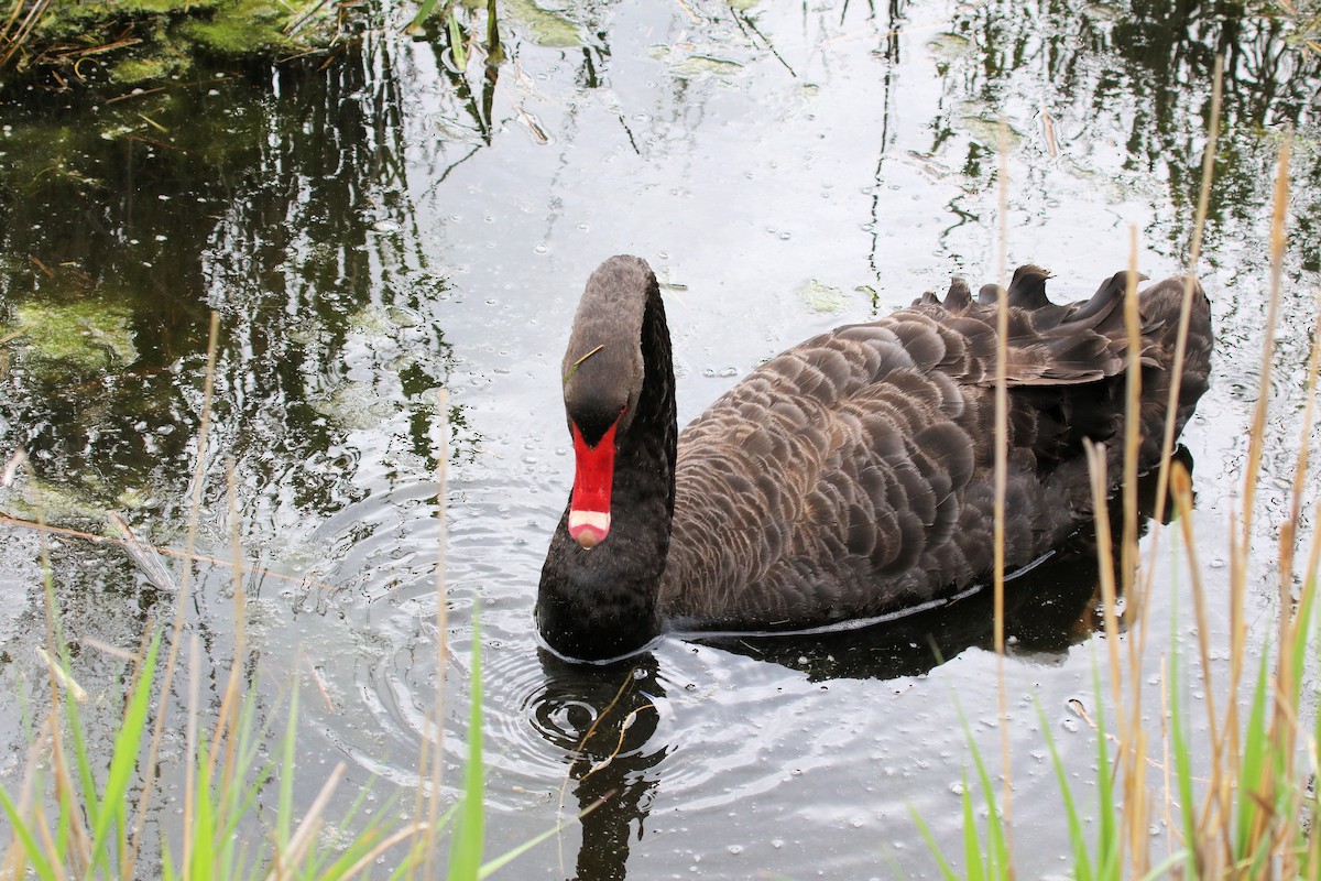 Black Swan - ML615971410