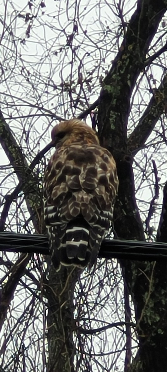 Red-shouldered Hawk - ML615971481