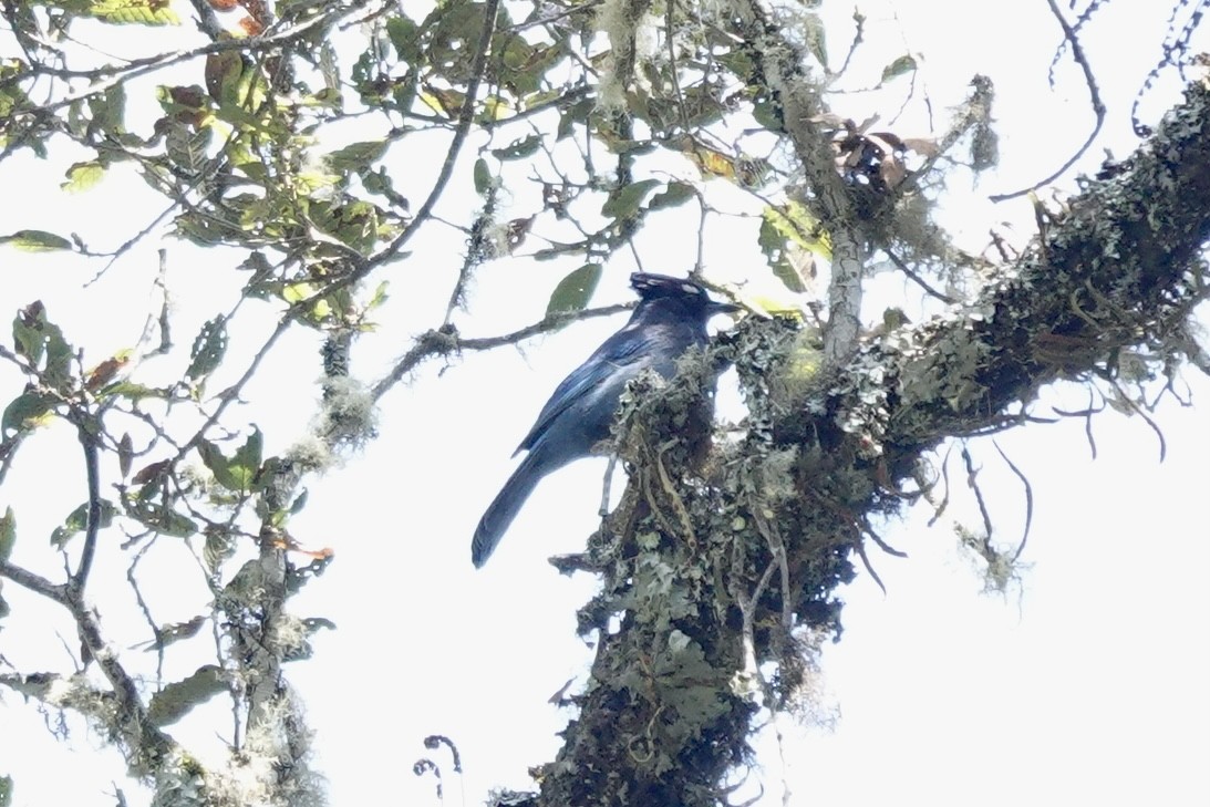 Steller's Jay (Middle American) - Bob Greenleaf