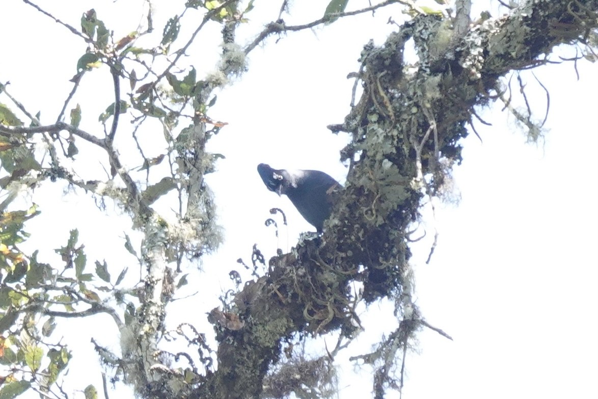 Steller's Jay (Middle American) - ML615971485