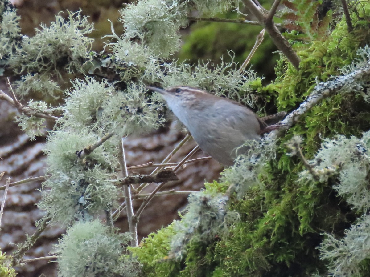 Bewick's Wren - ML615971556