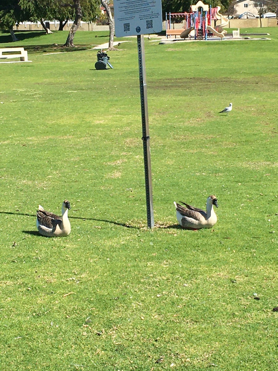 Domestic goose sp. (Domestic type) - Betty Kanne