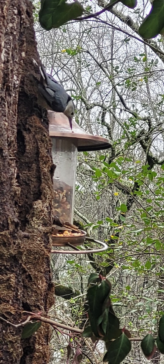 White-breasted Nuthatch - ML615971564