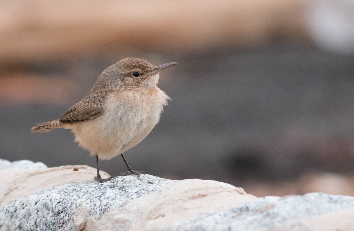 Rock Wren - ML615971566