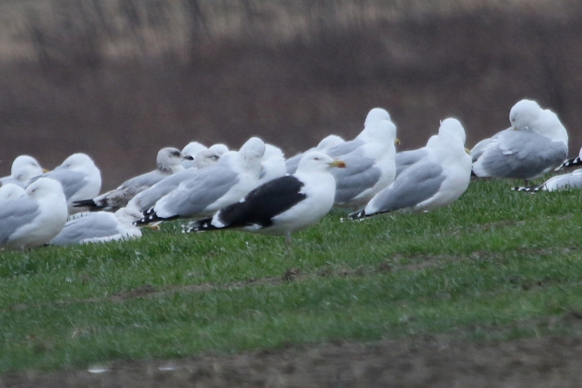 Great Black-backed Gull - ML615971603