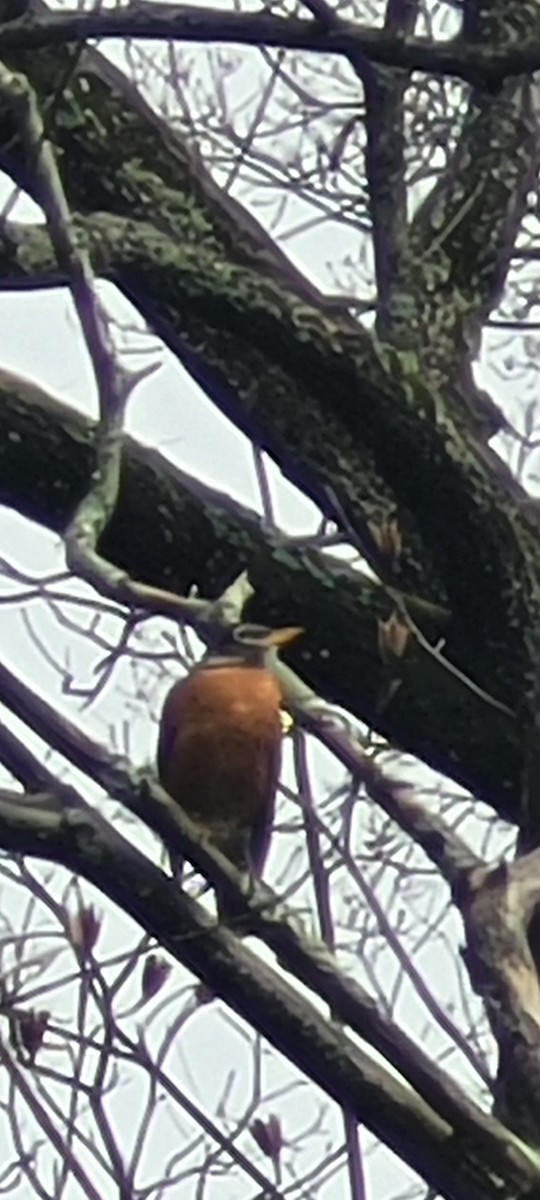 American Robin - ML615971618