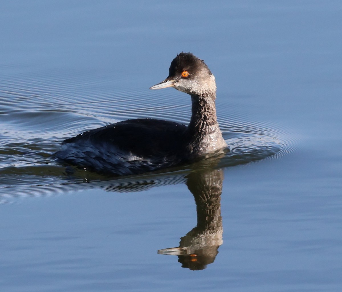 Eared Grebe - Charlotte Byers