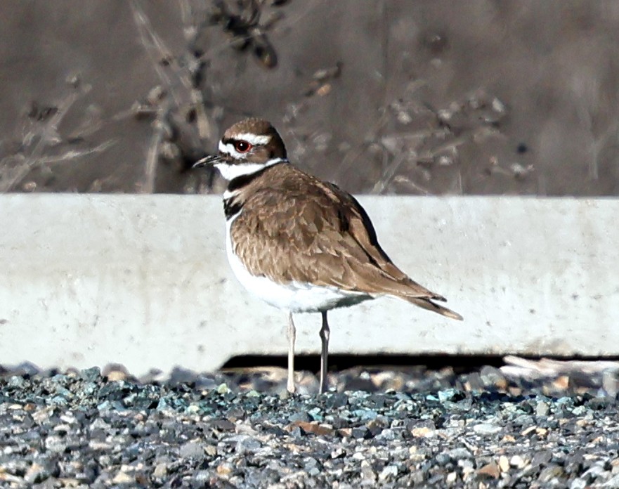 Killdeer - Charlotte Byers