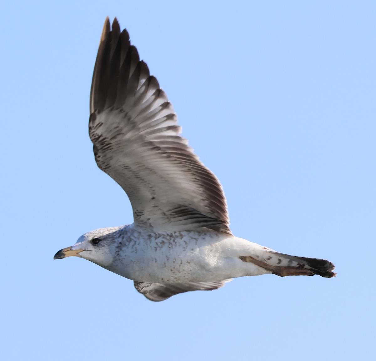 Ring-billed Gull - Charlotte Byers