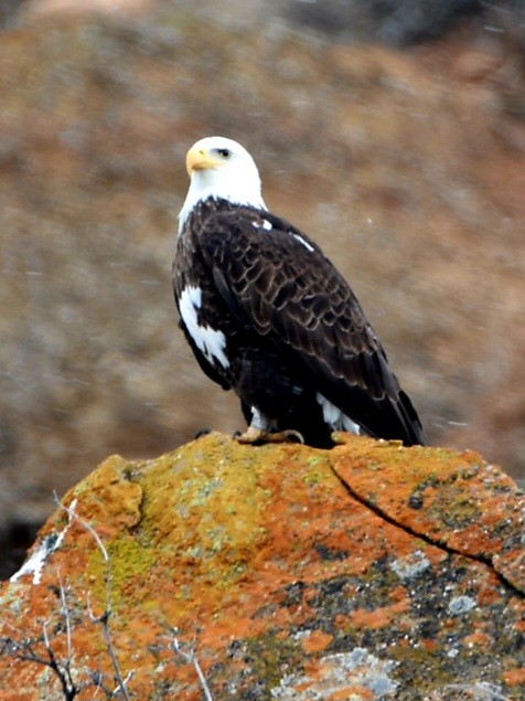 Bald Eagle - ML615971663