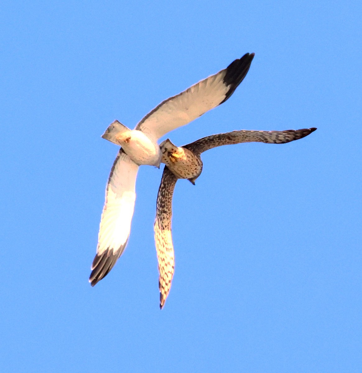 Northern Harrier - ML615971674