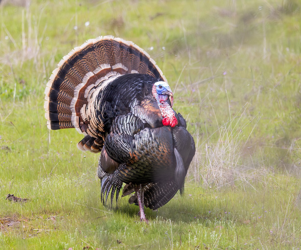 Wild Turkey - Gary Woods