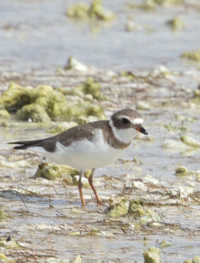 Semipalmated Plover - ML615971767
