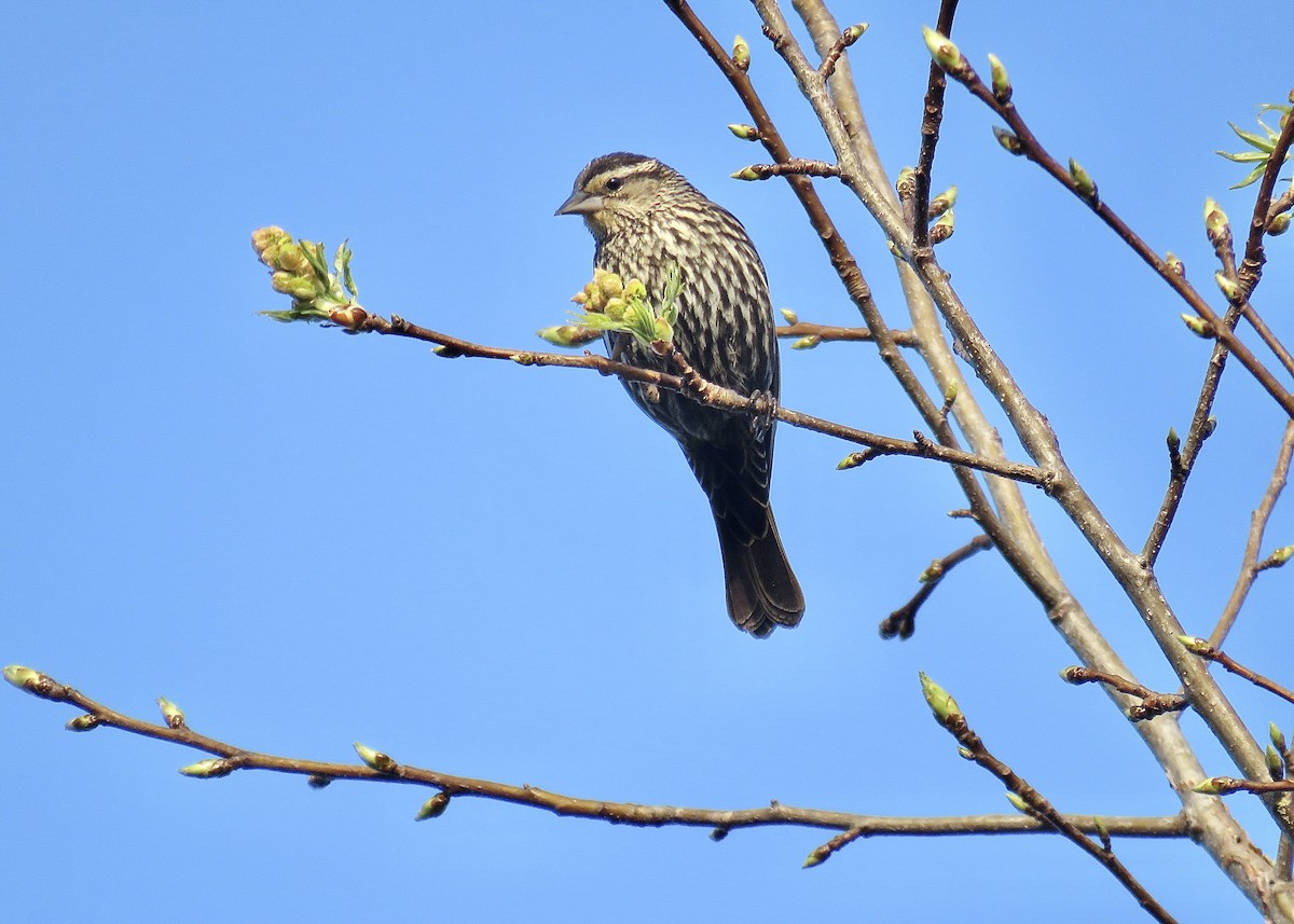 Red-winged Blackbird - Cherrie Sneed