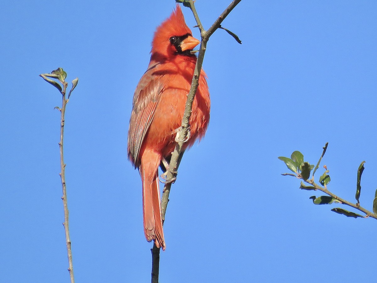 Northern Cardinal - Cherrie Sneed