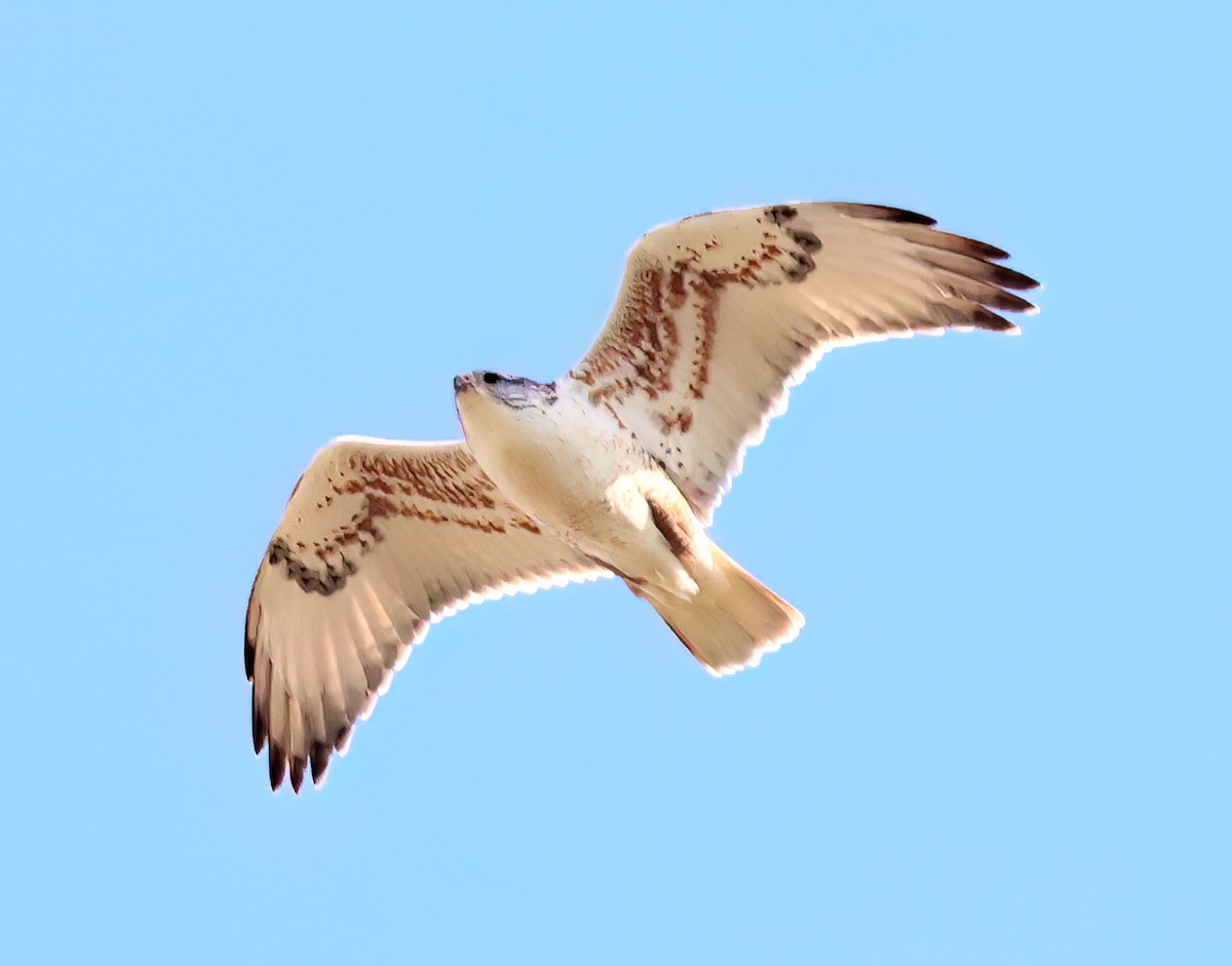 Ferruginous Hawk - ML615971923