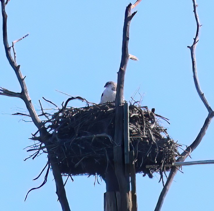 Ferruginous Hawk - ML615971943